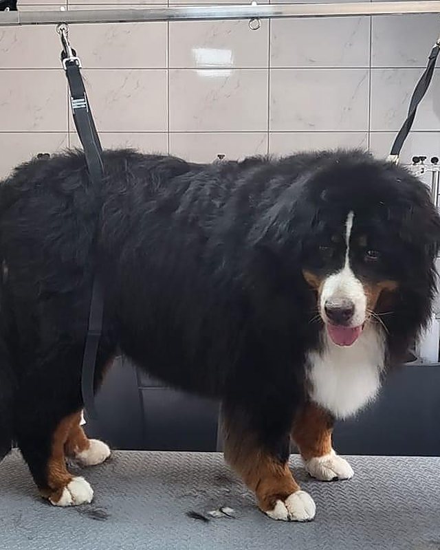 Berner Sennen op de trimtafel