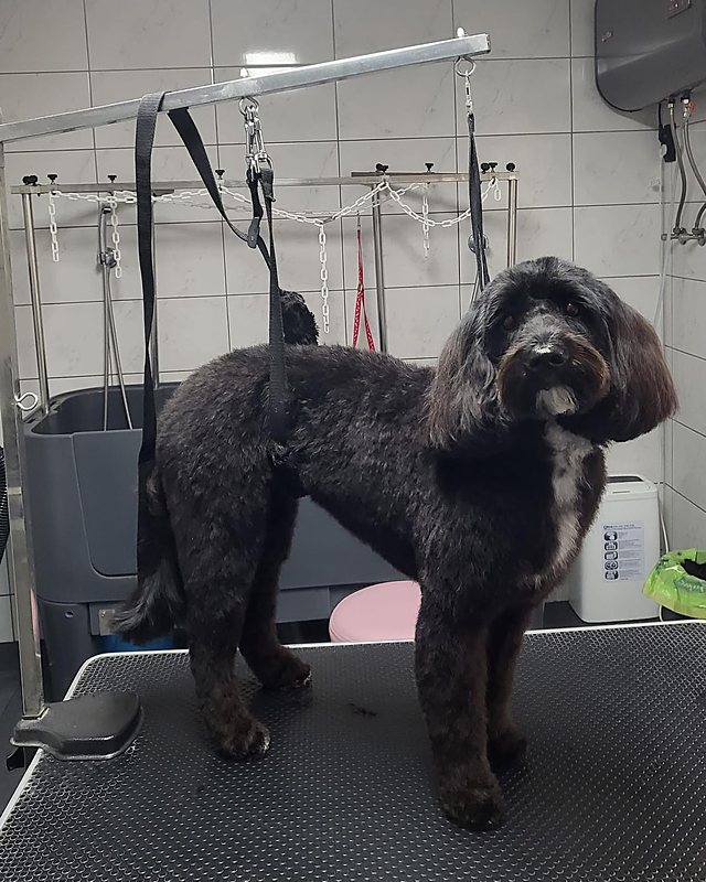 Zwarte doodle op de trimtafel