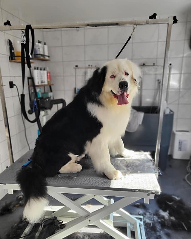 Zwart-witte langharige hond, net gekamd