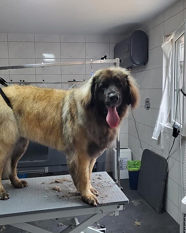 Grote langharige hond op de trimtafel