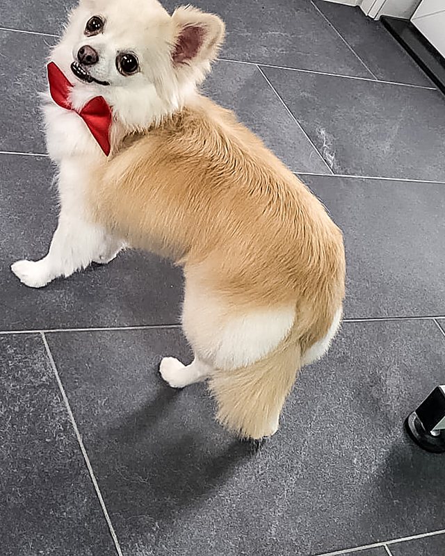Lichte keeshond met een rode strik kijkt om