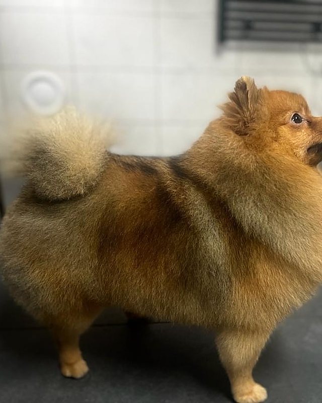 Oranje Pomeranian van opzij
