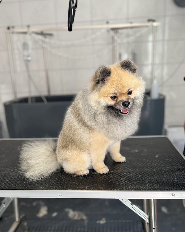 Pomeranian, net klaar, op de trimtafel