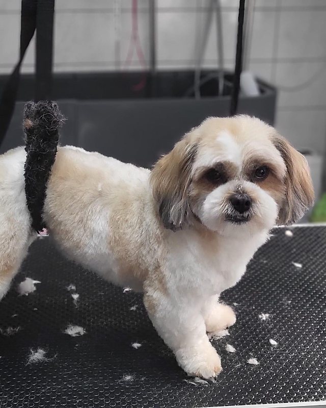 Pas geknipt wit-bruin hondje